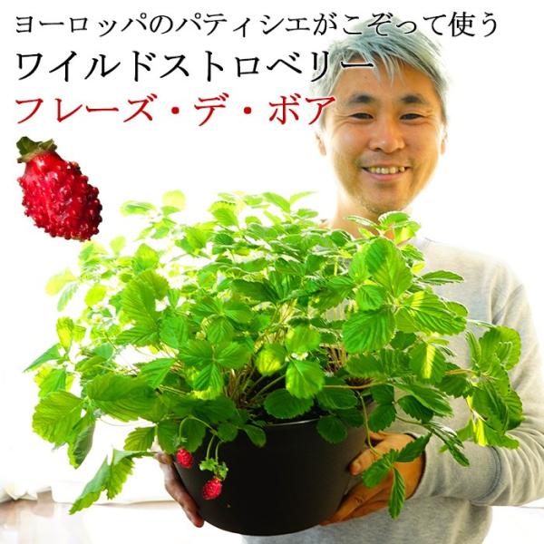 送料無料 ワイルドストロベリー フレーズデボア 9寸 直径27cm 鉢 実付き 苺 いちご ストロベリー Buyee Buyee 日本の通販商品 オークションの代理入札 代理購入