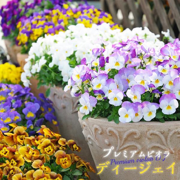 苗 ビオラの人気商品 通販 価格比較 価格 Com