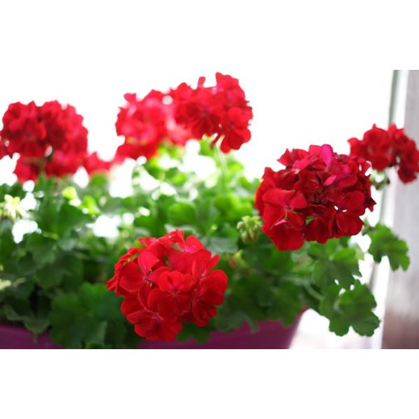 4 28から5 16着不可 ゼラニウム カリオペ 送料無料 鉢植え 鉢花 そのまま飾れるスタイル ドイツ製プランター Buyee Buyee 提供一站式最全面最專業現地yahoo Japan拍賣代bid代拍代購服務 Bot Online