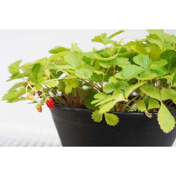 送料無料 どっかん ワイルドストロベリー ゴールデン アレキサンドラ 実付き 9号 大鉢 ハーブ 観葉 Buyee Buyee 일본 통신 판매 상품 옥션의 대리 입찰 대리 구매 서비스