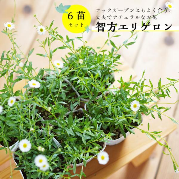 多年草 苗セットの人気商品 通販 価格比較 価格 Com