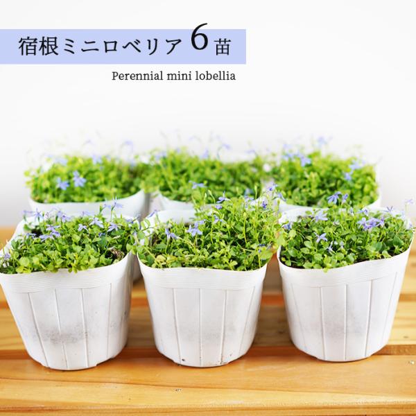宿根ミニロベリア ブルーニンフ 3 5寸 6苗セット 送料無料 小さな庭 花苗 四季咲き グランドカバー ほふく性 Buyee Buyee Japanese Proxy Service Buy From Japan Bot Online