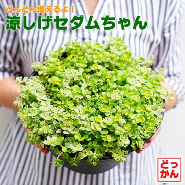 送料無料 涼しげセダムちゃん 多肉植物 9号大鉢 直径27センチの鉢 斑入り セダム Buyee 日本代购平台 产品购物网站大全 Buyee一站式代购 Bot Online