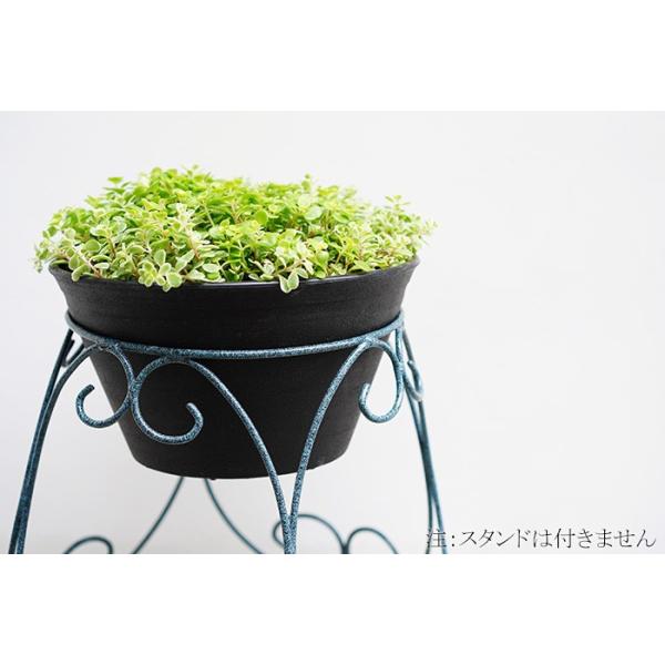 送料無料 涼しげセダムちゃん 多肉植物 9号大鉢 直径27センチの鉢 斑入り セダム Buyee Buyee 提供一站式最全面最专业现地yahoo Japan拍卖代bid代拍代购服务 Bot Online