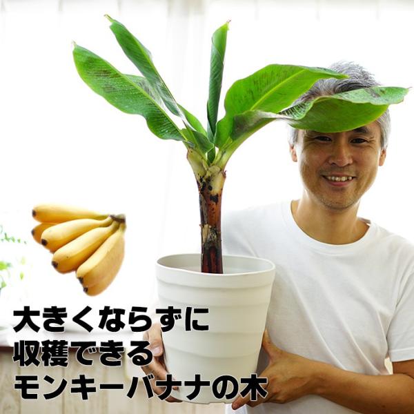 バナナ苗木 バナナ苗木 株分 芭蕉 1本 - メルカリ