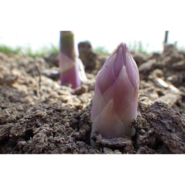 送料無料 アスパラガスの地下茎 アスパラ 苗 アスパラガス 地下茎 販売 初心者さんでも安心 家庭菜園 収穫 Buyee Buyee Japanese Proxy Service Buy From Japan Bot Online