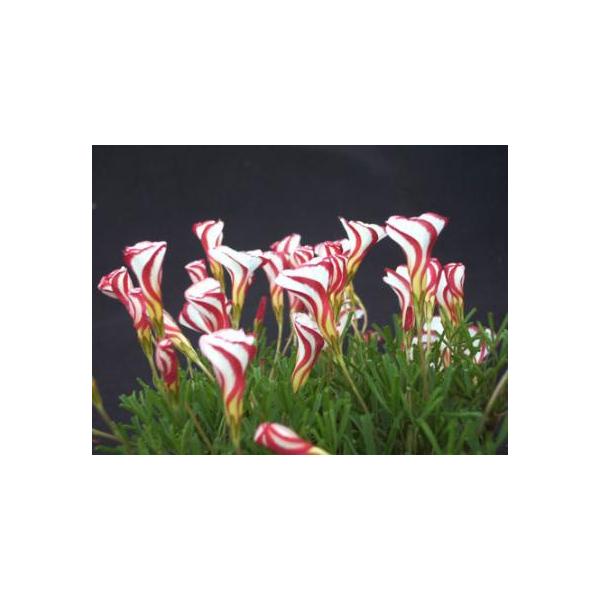 球根 オキザリス 10球セット 初心者向き サポート付き 夏植え球根 埋めるだけ あとは放置で毎年咲く メール便送料無料 バーシーカラー Buyee Servis Zakupok Tretim Licom Buyee Pokupajte Iz Yaponii