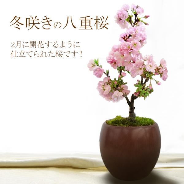冬咲き 桜 八重桜 一才桜 旭山 開花直前 苗木 ギフト 陶器の鉢 茶 送料無料 Buyee 日本代购平台 产品购物网站大全 Buyee一站式代购 Bot Online