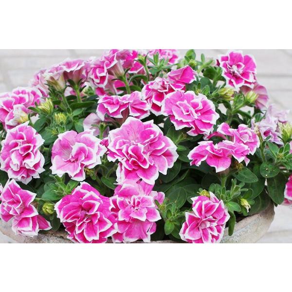 八重咲きしだれペチュニア 黒真珠 紅水晶 どちらか選べる Buyee Buyee 日本の通販商品 オークションの代理入札 代理購入