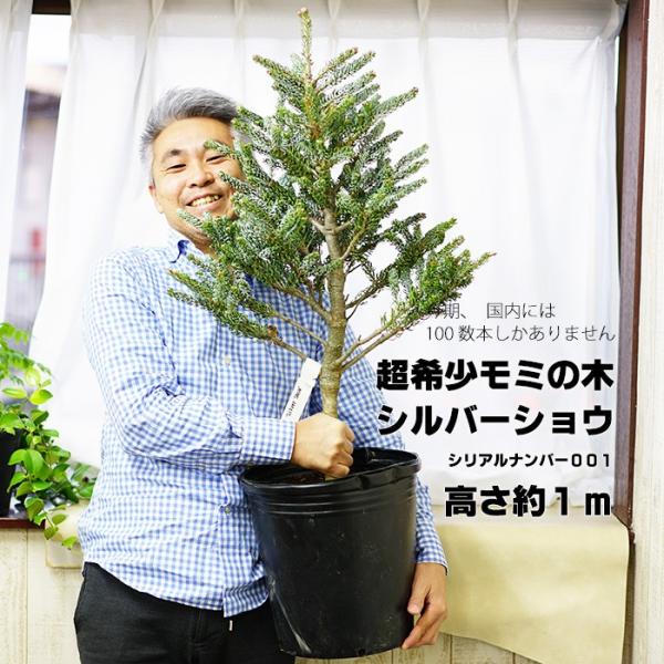限定1鉢 超希少なモミの木 コレアナモミ シルバーショウ 約1ｍ シリアルナンバー001 耐暑性あり 鉢植え ポット すぐに飾れます Buyee Buyee 提供一站式最全面最專業現地yahoo Japan拍賣代bid代拍代購服務 Bot Online