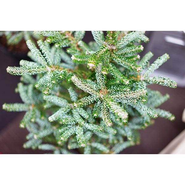 限定1鉢 超希少なモミの木 コレアナモミ シルバーショウ 約1ｍ シリアルナンバー001 耐暑性あり 鉢植え ポット すぐに飾れます Buyee Buyee 提供一站式最全面最專業現地yahoo Japan拍賣代bid代拍代購服務 Bot Online