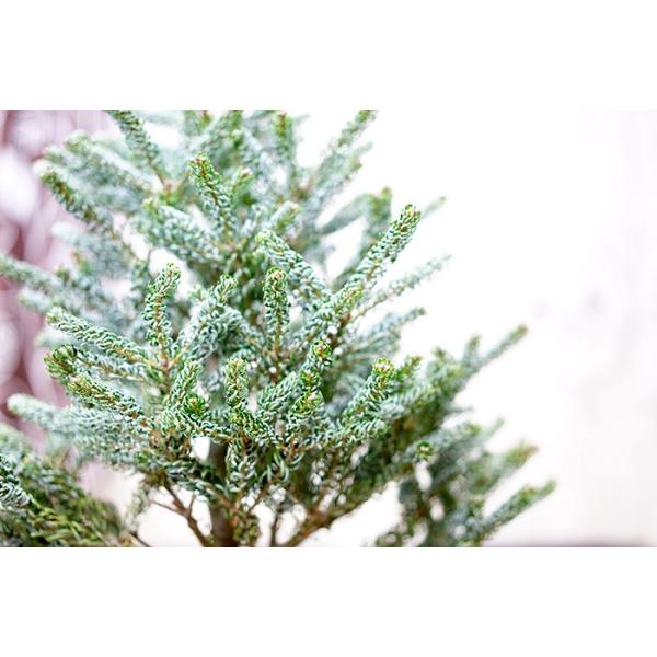 限定1鉢 超希少なモミの木 コレアナモミ シルバーショウ 約1ｍ シリアルナンバー001 耐暑性あり 鉢植え ポット すぐに飾れます Buyee Buyee 日本の通販商品 オークションの代理入札 代理購入