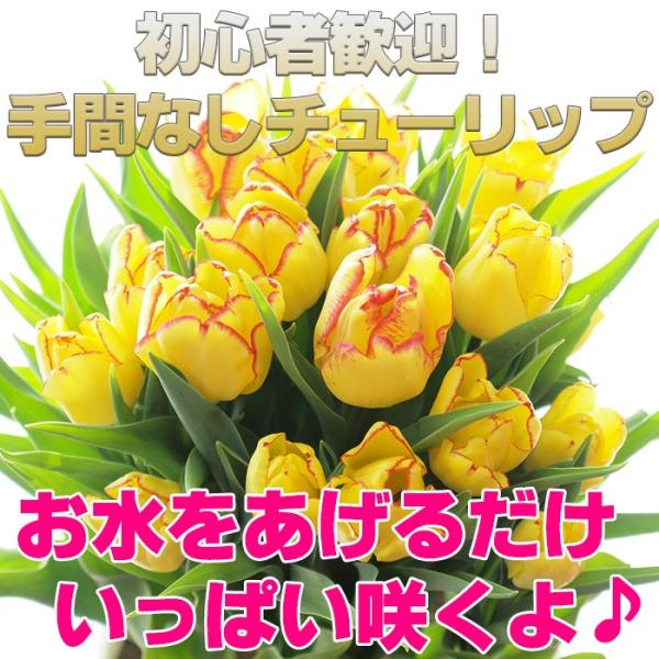 チューリップ 植え込み済み 球根 初心者歓迎 9号大鉢 10品種から選べる ちゅーりっぷ 2鉢まで1配送料 Buyee 日本代购平台 产品购物网站大全 Buyee一站式代购 Bot Online