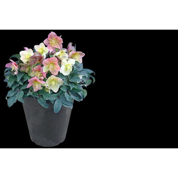 プレミアム クリスマスローズ スノーダンス 4 5号鉢 色変わりするオトナ色のクリスマスローズ Buyee Buyee Japanese Proxy Service Buy From Japan Bot Online