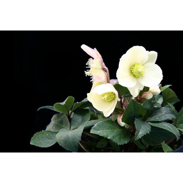 プレミアム クリスマスローズ スノーダンス 4 5号鉢 色変わりするオトナ色のクリスマスローズ Buyee Buyee Japanese Proxy Service Buy From Japan Bot Online