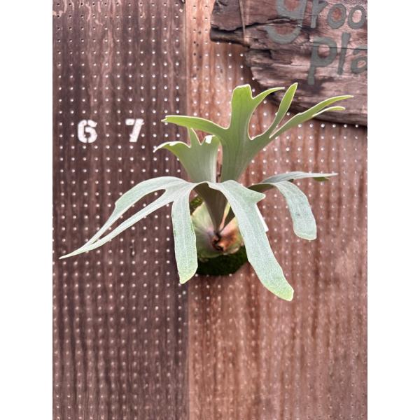 ビカクシダ 現品販売 コウモリラン 観葉植物 壁掛け 吊り下げ