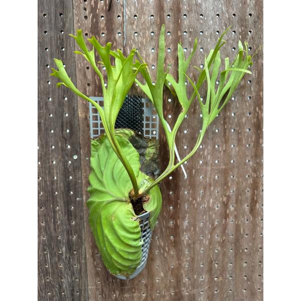 ビカクシダ P.ヒリー　コルク付け　コウモリラン　吊り下げ式 観葉植物　GW特価 ビカクシダ 現品販売 コウモリラン 観葉植物 壁掛け 吊り下げ