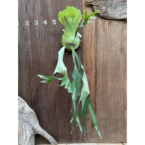 大株ビカクシダ 壁掛け 観葉植物 ビカクシダ 現品販売 コウモリラン 観葉植物 壁掛け 吊り下げ