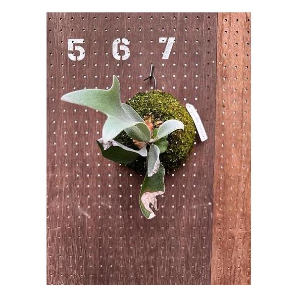 希少なビカクシダFirst loveの魅力と育て方