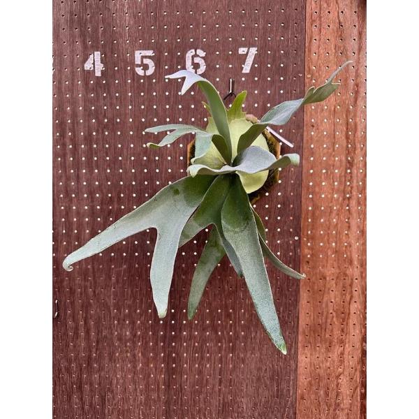 壁掛けビカクシダ ペガサス 観葉植物 約30cm 現品【P. Pegasus】ビカクシダ ペガサス No342 多肉植物 匠