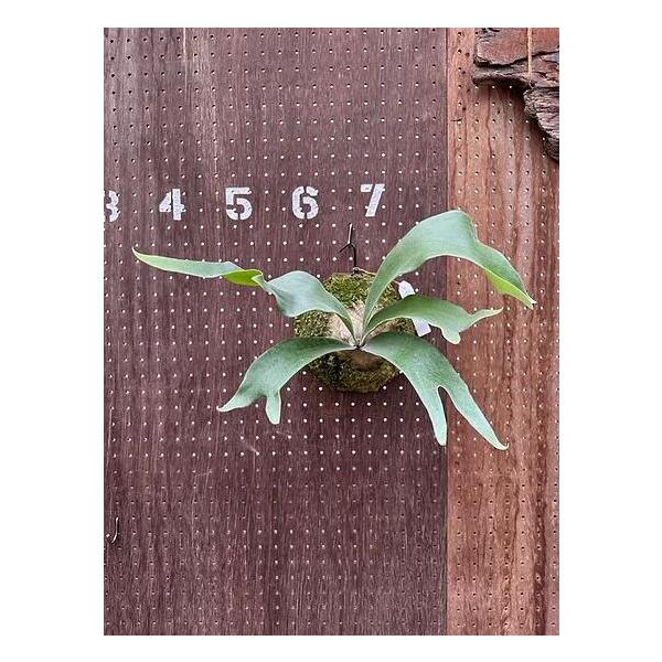 ビカクシダ P.'Hawaii Sweetheart' (hybrid from P.Pegasus x P.Sailor