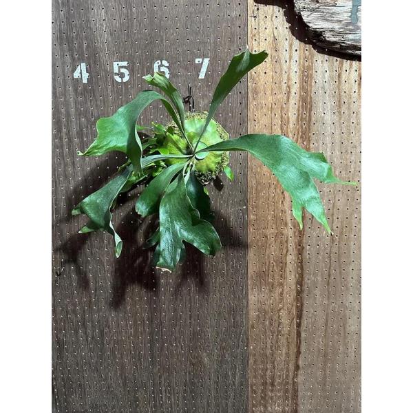 ビカクシダ P.HAS 土日限定出品】P.HAS 'Over whelming'/ビカクシダ - メルカリ