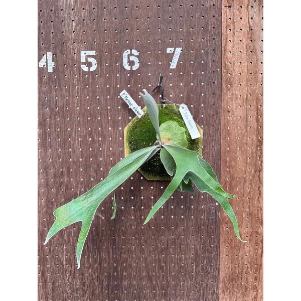 ビカクシダ P.'Meteor shower'(Pewchan x Mt.Lewis)1 現品販売 産地