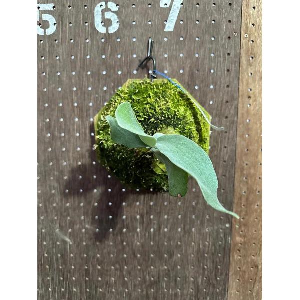 ビカクシダ P.'Platinum'(Pewchan'Snow Queen F303')3 現品販売