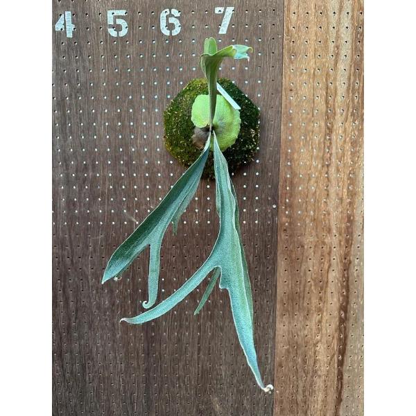 ビカクシダ P.'Ubon#2'(P.'Mt.Lewis'×P.bifurcatum) 現品販売 産地直送