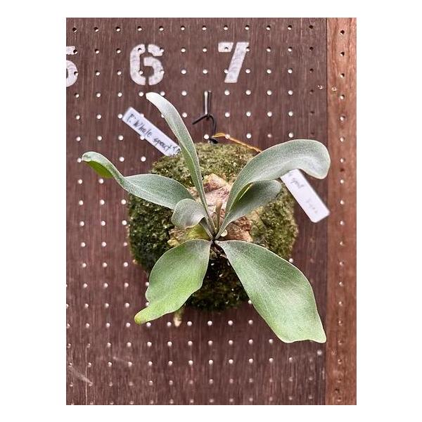 ビカクシダ P.'Whale sqout'(Pewchan Snow Princess F402)2 現品販売