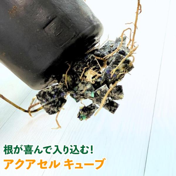 アクアセルキューブとは・鉢底石の代わりに使う水やりサポートツール・特殊な素材で、吸水性と保水性に優れている・キューブ状で、様々な鉢に使いやすいアクアセルキューブの効果・植物の成長を促進・植え替えの頻度を減らす・根詰まりを防ぎ、健康な状態を保...
