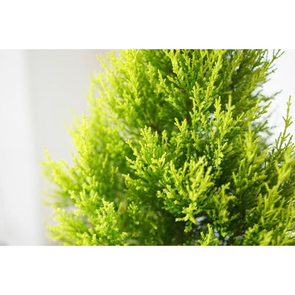 ゴールドクレスト コニファー 約1m 戸外用 屋外用 7号 送料無料 農家直送 クリスマスツリー 庭木 植木 Buyee 日本代购平台 产品购物网站大全 Buyee一站式代购 Bot Online