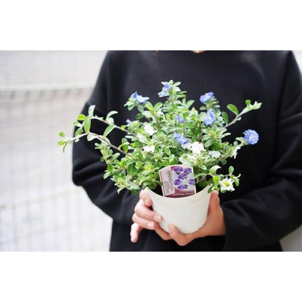 4 28から5 16着不可 アメリカンブルー ホワイト 4号 植え込み用 3鉢セット 多年草 苗 植え込み ガーデニング 花壇苗 セット Buyee Buyee 일본 통신 판매 상품 옥션의 대리 입찰 대리 구매 서비스