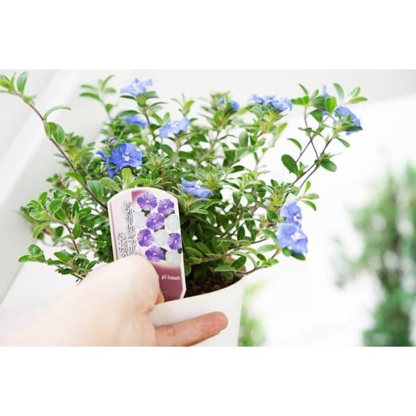 4 28から5 16着不可 アメリカンブルー ホワイト 4号 植え込み用 3鉢セット 多年草 苗 植え込み ガーデニング 花壇苗 セット Buyee Buyee 일본 통신 판매 상품 옥션의 대리 입찰 대리 구매 서비스