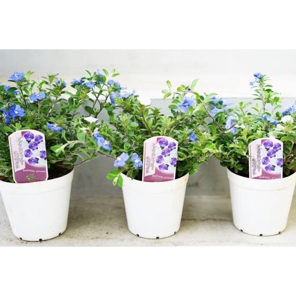 4 28から5 16着不可 アメリカンブルー ホワイト 4号 植え込み用 3鉢セット 多年草 苗 植え込み ガーデニング 花壇苗 セット Buyee Buyee 일본 통신 판매 상품 옥션의 대리 입찰 대리 구매 서비스