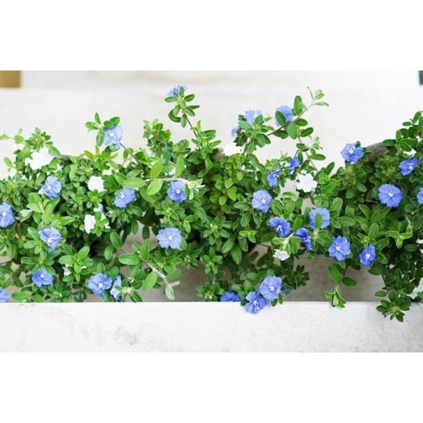 4 28から5 16着不可 アメリカンブルー ホワイト 4号 植え込み用 3鉢セット 多年草 苗 植え込み ガーデニング 花壇苗 セット Buyee Buyee 일본 통신 판매 상품 옥션의 대리 입찰 대리 구매 서비스