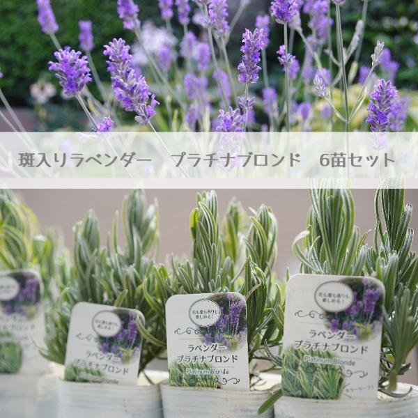 ラベンダー プラチナブロンド 6苗セット 3寸 9センチ ロングポット 斑入りの葉 苗 イングリッシュガーデン Hirota Pb6 ゲキハナ初心者さんのお花屋さん 通販 Yahoo ショッピング