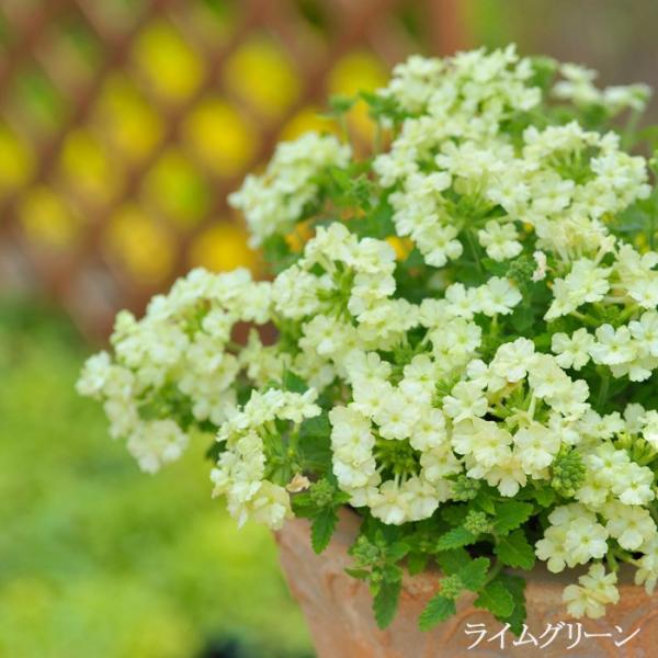 送料無料 枝垂れ咲き 宿根 バーベナ ラナイシリーズ 全5色 3 5寸 6苗セット Buyee Buyee 일본 통신 판매 상품 옥션의 대리 입찰 대리 구매 서비스