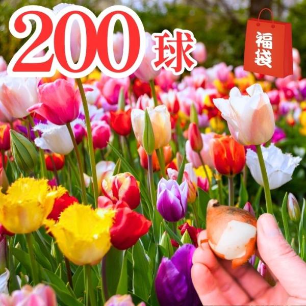 チューリップ球根200球4色MIXで春の庭を彩ろう