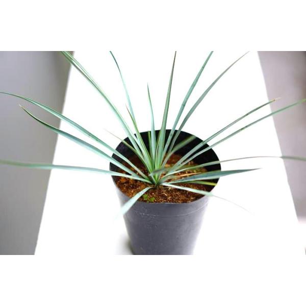 送料無料 ユッカ ロストラータ 植え込み用 5号 2鉢セット 2年生 硬質ロングポット 地植え 用 ユッカ販売 Buyee Buyee Japanese Proxy Service Buy From Japan Bot Online