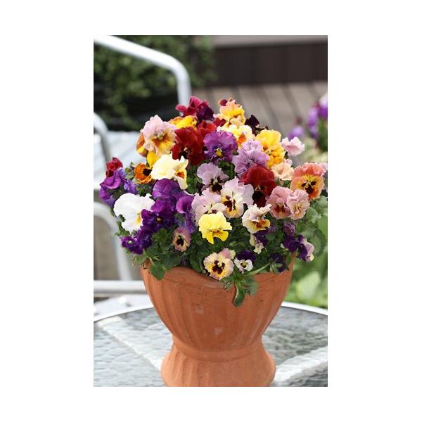 送料無料 パンジー ムーランフリル バレリンルージュ 3 5寸 12苗セット 農家直送 花苗 セット パンジーセット Buyee Buyee Japanese Proxy Service Buy From Japan Bot Online