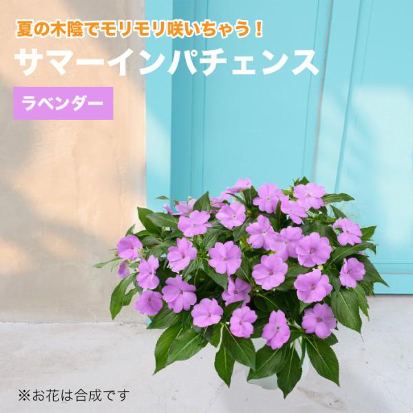 生花 鉢植え ラベンダーの人気商品 通販 価格比較 価格 Com