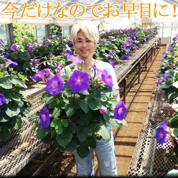 12 25 1 5お休み 琉球 あさがお 送料無料 朝顔 アサガオ 苗 販売 毎年咲く でっかい琉球あさがお 6寸 1鉢 宿根朝顔 宿根 前払い不可です Buyee Buyee Japanese Proxy Service Buy From Japan Bot Online