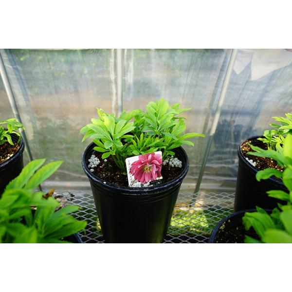 送料無料 全7種 特大 クリスマスローズ 鉢植え 5年生 9寸 Dd Sd Ss ダブル セミダブル シングル 選び放題 Buyee 日本代购平台 产品购物网站大全 Buyee一站式代购 Bot Online