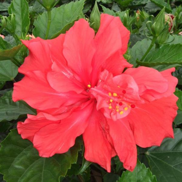 大株ハイビスカス 鉢植え 5号鉢(直径15センチの鉢) 八重咲きレッド 1鉢 ヒビスカス【HBC】【沖縄配送不可・メッセージカード不可・ラッピング不可】 :kowa-hbc-b008:ゲキハナ初心者さんのお花屋さん 通販 ハガキサイズ