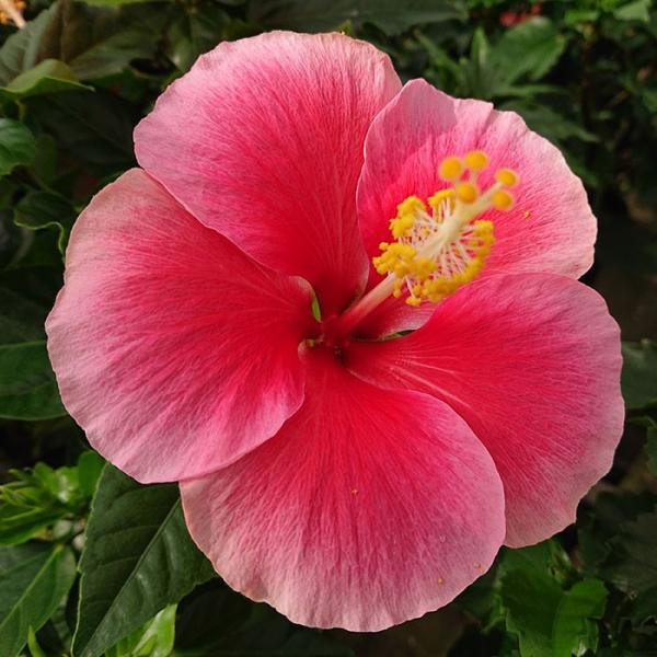 ハイビスカス 鉢植え 送料無料 大株ハイビスカス 6号鉢 ウィール 1鉢 3000円ポッキリ ヒビスカス 花鉢植え Hbc Buyee Buyee 提供一站式最全面最專業現地yahoo Japan拍賣代bid代拍代購服務 Bot Online