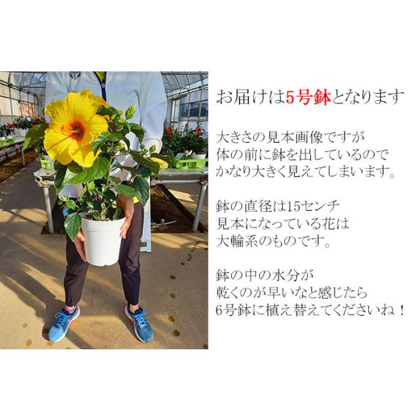 ハイビスカス 鉢植え 送料無料 大株ハイビスカス 6号鉢 ウィール 1鉢 3000円ポッキリ ヒビスカス 花鉢植え Hbc Buyee Buyee 提供一站式最全面最專業現地yahoo Japan拍賣代bid代拍代購服務 Bot Online