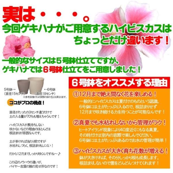 ハイビスカス 鉢植え 大株ハイビスカス 鉢植え 6号鉢 大輪バイロンメッツ ヒビスカス Hbc Buyee Buyee 提供一站式最全面最專業現地yahoo Japan拍賣代bid代拍代購服務 Bot Online
