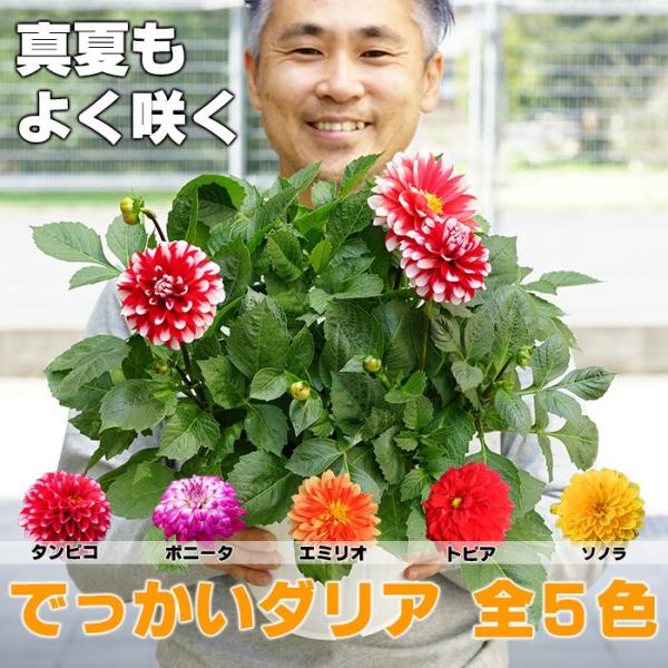 送料無料 ダリア 全5色 7号大鉢 真夏もよく咲く でっかいダリア パフォーマンスが違う 注目のダリア 宿根草 Buyee 日本代购平台 产品购物网站大全 Buyee一站式代购 Bot Online