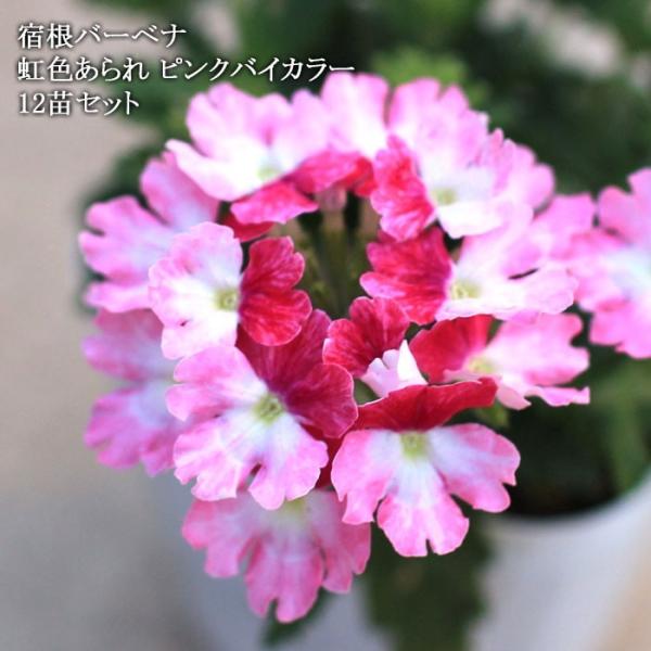 驚くばかり宿根 バーベナ 最高の花の画像